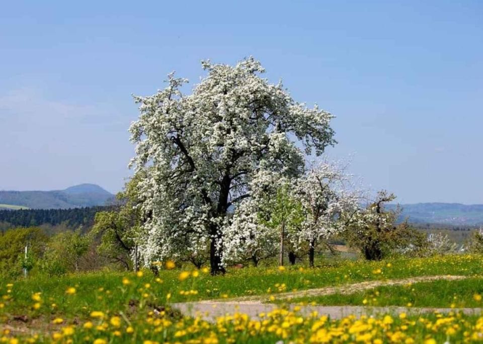 Apfelbaum der Apfelanlieferung bei der Manufaktur Jörg Geiger