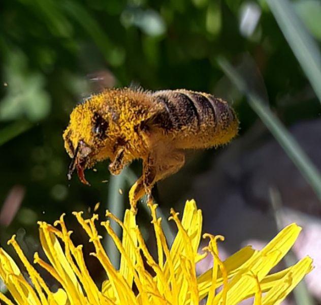 Eine fliegende Biene in Nahaufnahme der Imkerei M. Rieger