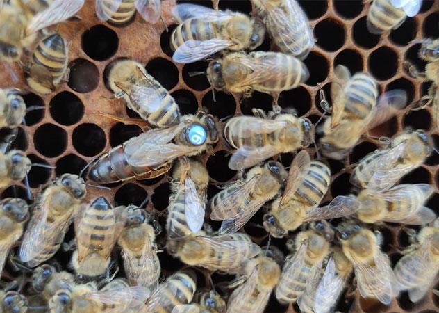 Bienenvolk in Nahaufnahme ©Markus Munzinger