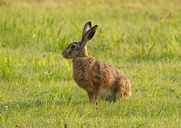 Feldhase sitzt in Wiese (© pixabay/WFranz)
