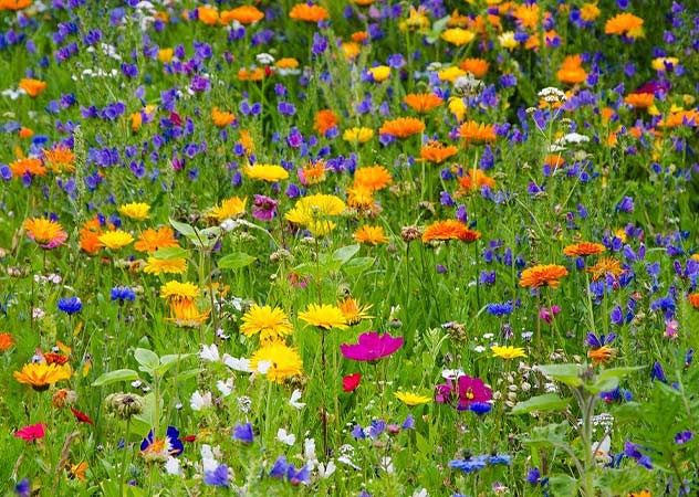 Naturnahe bunte Blumenwiese ©Pixabay – Sabine Kroschel