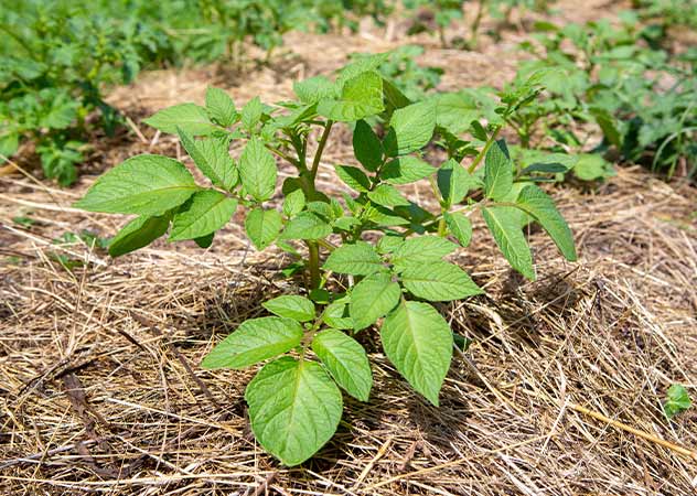 Kartoffelpflanze mit Stroh abgedeckt © AdobeStock – michiel