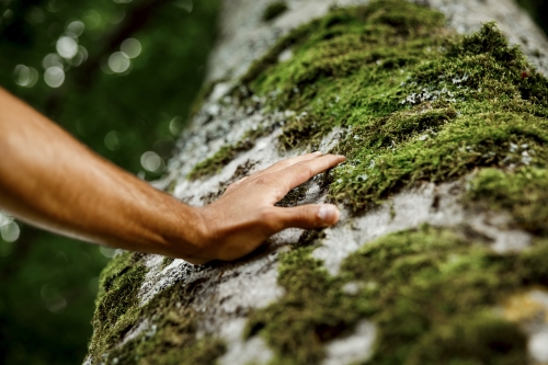 Hand, die einen Baum berührt